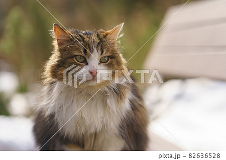 Beautiful tabby gray, white and red homeless cat on the street in spring day. Cat is sitting. Photography is suitable for greeting card design, poster. Closeup photography. Frontal view Beautiful tabby gray, white and red homeless cat on the street in spring day. Cat is sitting. Photography is suitable for greeting card design, poster. Closeup photography. Frontal view 82636528