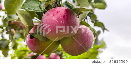 Ripe apples hang on a tree in the garden. Red, beautiful apples. Ukraine September 19, 2021. Ripe apples hang on a tree in the garden. Red, beautiful apples. Ukraine September 19, 2021. 82636590