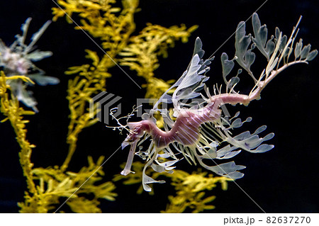 Leafy sea Horse dragon underwater 82637270