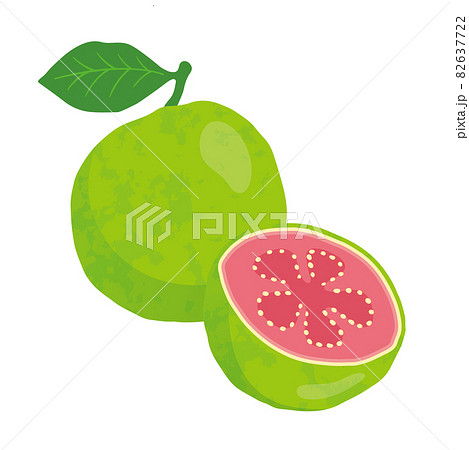 グァバのイラスト 82637722