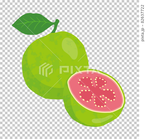 グァバのイラスト 82637722