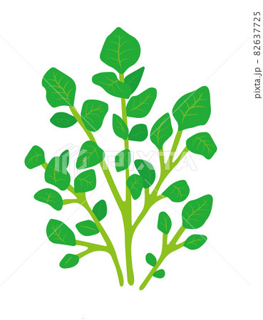 クレソンのイラスト 82637725