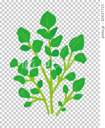 クレソンのイラスト 82637725