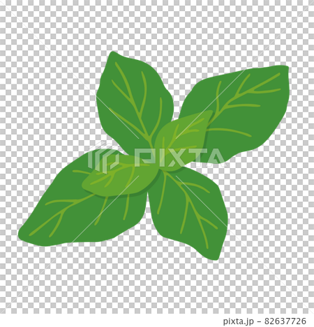 バジルのイラスト 82637726