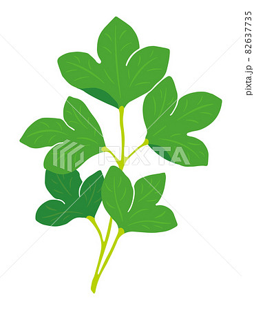 長命草（サクナ）のイラスト 82637735