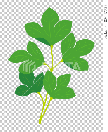 長命草（サクナ）のイラスト 82637735