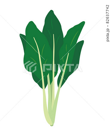 苦菜（ニガナ）のイラスト 82637742