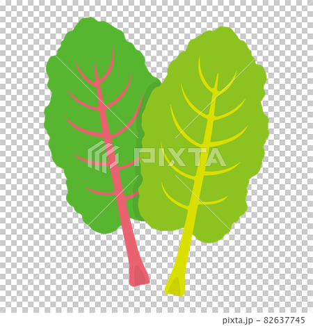 Illustration of swiss chard Illustration of swiss chard 82637745