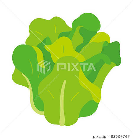 サラダ菜のイラスト 82637747