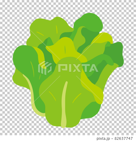 サラダ菜のイラスト 82637747