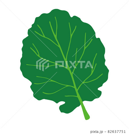 ケールのイラスト 82637751