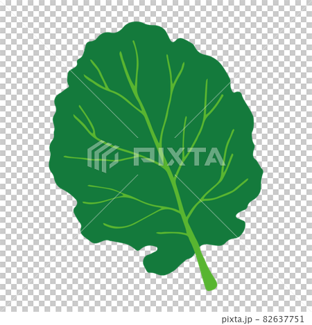 ケールのイラスト 82637751