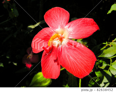 Red hibiscus flower Red hibiscus flower 82638452