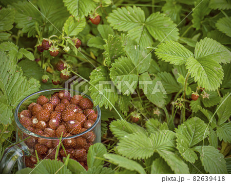Berry garden and glass mug with harvested wild strawberries 82639418