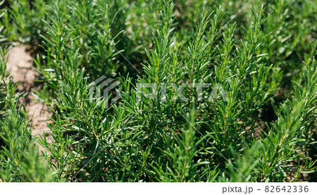 Fresh Rosemary Herb grow outdoor. Plant Ready to Cook, healthy food concept, top view. Organic farming. Home Gardening. Ingredients for dish Fresh Rosemary Herb grow outdoor. Plant Ready to Cook, healthy food concept, top view. Organic farming. Home Gardening. Ingredients for dish 82642336