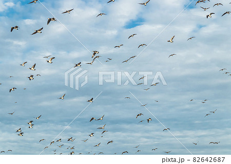 A big flock of barnacle gooses is flying in the sky. Birds are preparing to migrate south. September 2019, Finland 82642687