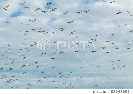 A big flock of barnacle gooses is flying in the sky. Birds are preparing to migrate south. September 2019, Finland 82642691