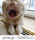 Photo with a cute redhead yawning cat 82643111