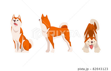 Shiba Inu as Japanese Breed of Hunting Dog with Prick Ears and Curled Tail in Sitting Pose Vector Set 82643123