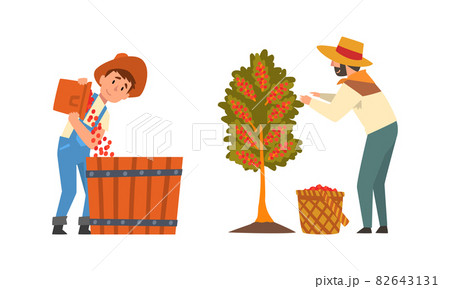 Coffee Production with Man Farmer Picking Berry in Basket Vector Set Coffee Production with Man Farmer Picking Berry in Basket Vector Set 82643131