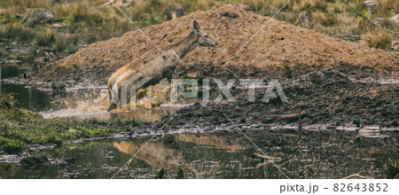 Roe deer jumps out of the water onto the shore Roe deer jumps out of the water onto the shore 82643852