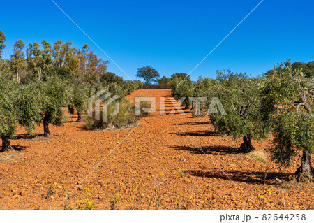 Olive plantations near Merida Caceres in Extremadura, Spain 82644258