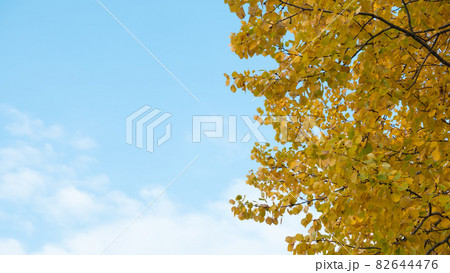 Autumn Foliage on a Blue Sky Background. 82644476