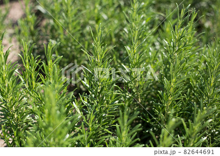 Fresh Rosemary Herb grow outdoor. Plant Ready to Cook, healthy food concept, top view. Organic farming. Home Gardening. Ingredients for dish Fresh Rosemary Herb grow outdoor. Plant Ready to Cook, healthy food concept, top view. Organic farming. Home Gardening. Ingredients for dish 82644691