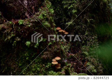 苔の森 82644725