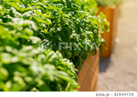 Sweet Basil green plants grows in garden. Botanical name is Ocimum basilicum. Organic Basil Plant Ready to Cook, healthy food concept, top view. Organic farming. Sweet Basil green plants grows in garden. Botanical name is Ocimum basilicum. Organic Basil Plant Ready to Cook, healthy food concept, top view. Organic farming. 82644729