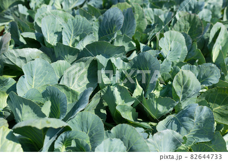 Green Cabbage grow in the garden. Agriculture. Healthy food concept. The cultivation of plant. Organic farming. Top view Green Cabbage grow in the garden. Agriculture. Healthy food concept. The cultivation of plant. Organic farming. Top view 82644733