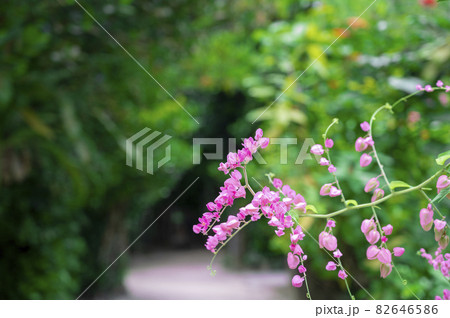 沖縄に咲くアサヒカズラ 沖縄に咲くアサヒカズラ 82646586