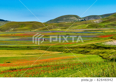 Lentil flowering with poppies and cornflowers in Castelluccio di Norcia, Italy 82646942