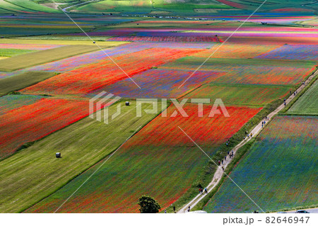Lentil flowering with poppies and cornflowers in Castelluccio di Norcia, Italy Lentil flowering with poppies and cornflowers in Castelluccio di Norcia, Italy 82646947