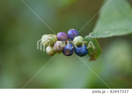 イシミカワの実 イシミカワの実 82647337