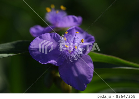 紫つゆ草 紫つゆ草 82647359