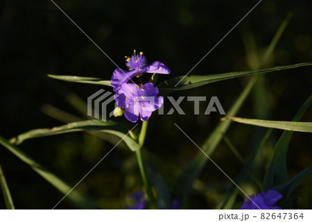 紫つゆ草 紫つゆ草 82647364