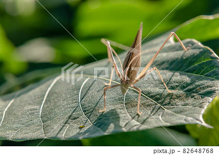 セスジツユムシ褐色型 82648768