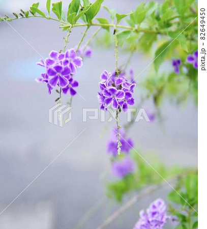 夏の可愛いデュランタ　＊縦長長方形構図 82649450