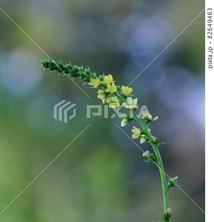 金水引の花　＊縦長長方形構図 82649463