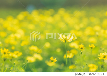 キバナコスモスの花畑 82649621