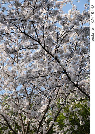 桜 82650542