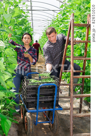 Farmers couple harvest ripe beans in greenhouse 82651010