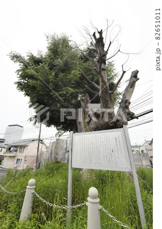 海老名の大ケヤキ 神奈川県指定天然記念物 海老名の大ケヤキ 神奈川県指定天然記念物 82651011