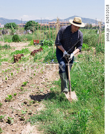 Professional horticulturist with garden shovel working at land Professional horticulturist with garden shovel working at land 82651018