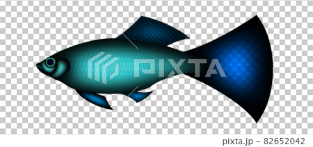 グッピーのイラスト素材 6542 グッピーのイラスト素材 6542