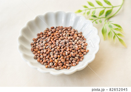 かいわれ大根の種の写真素材 6545