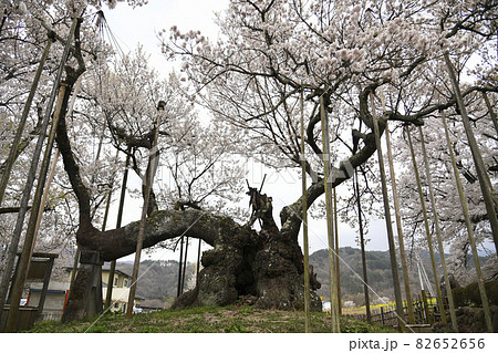 神代桜　山高神代ザクラ　日本五大桜　満開　三大巨桜　エドヒガンザクラ　 82652656