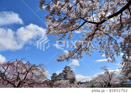 日本の兵庫県の姫路市 世界遺産で国宝でもある姫路城 春の桜と青空と立派な天守閣 日本の兵庫県の姫路市 世界遺産で国宝でもある姫路城 春の桜と青空と立派な天守閣 82652702