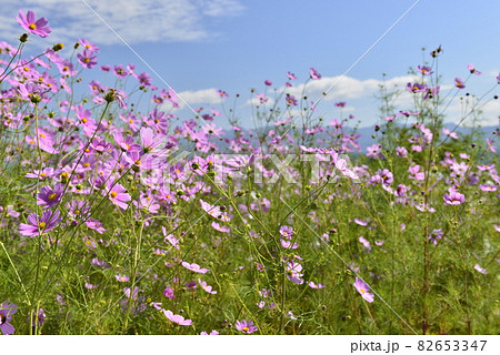 （秋のイメージ）コスモス 82653347